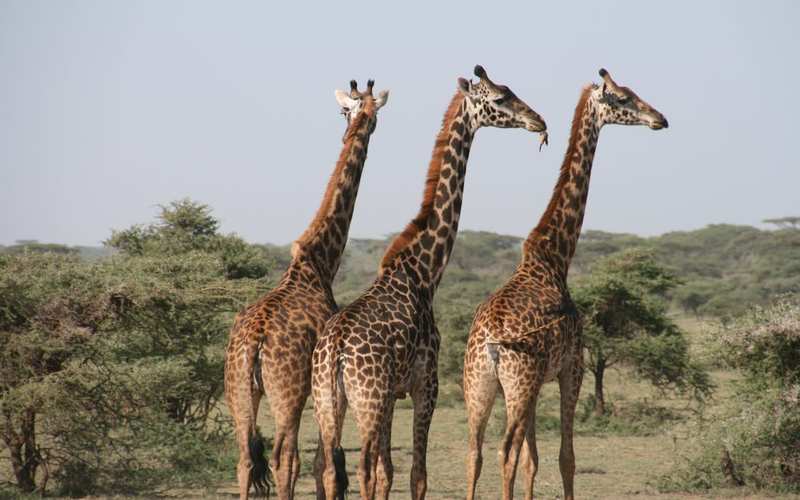 Kenya